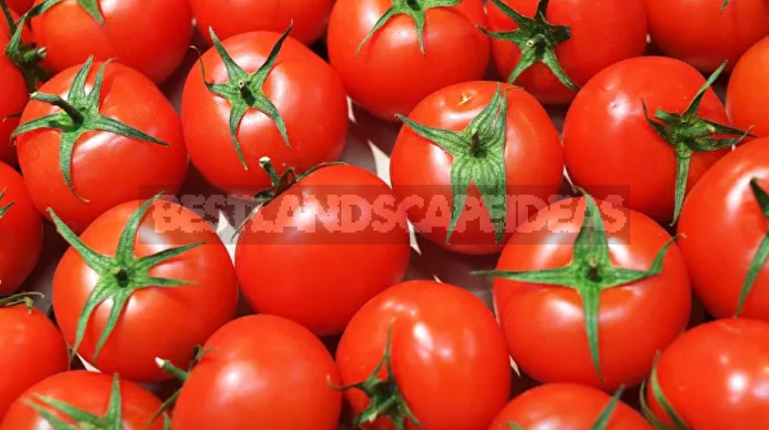 A Few Words About Healthy And Delicious Tomatoes