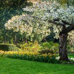 Apple Tree Trunk Circle: Design Options