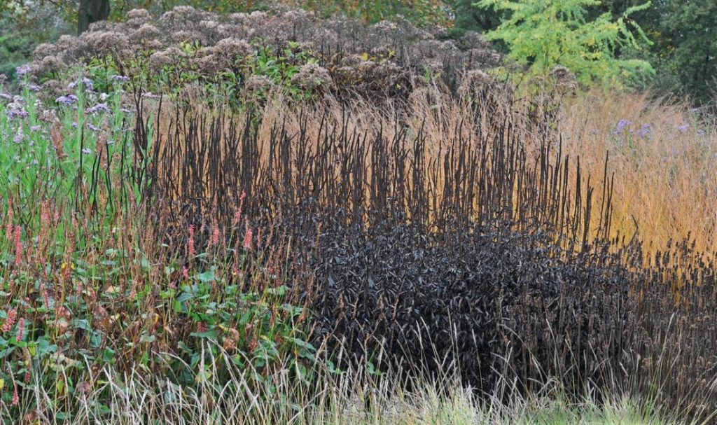 Autumn By Candlelight: Veronicastrum In Your Garden