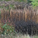Autumn By Candlelight: Veronicastrum In Your Garden