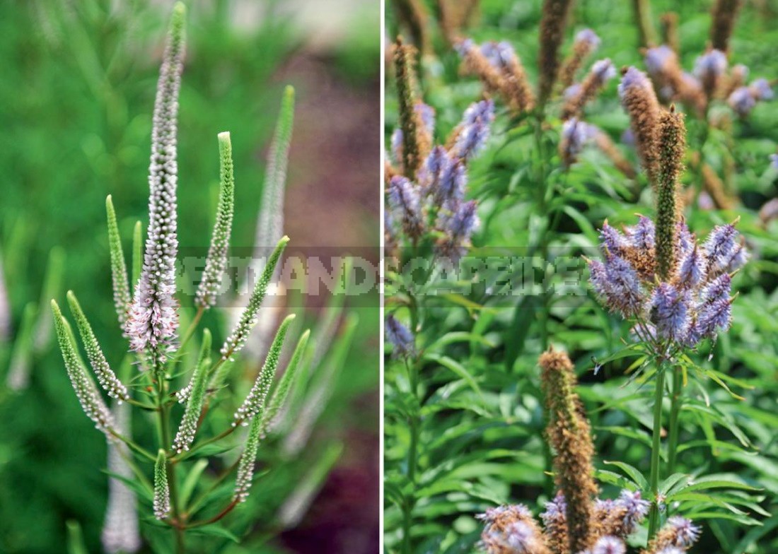 Autumn By Candlelight: Veronicastrum In Your Garden