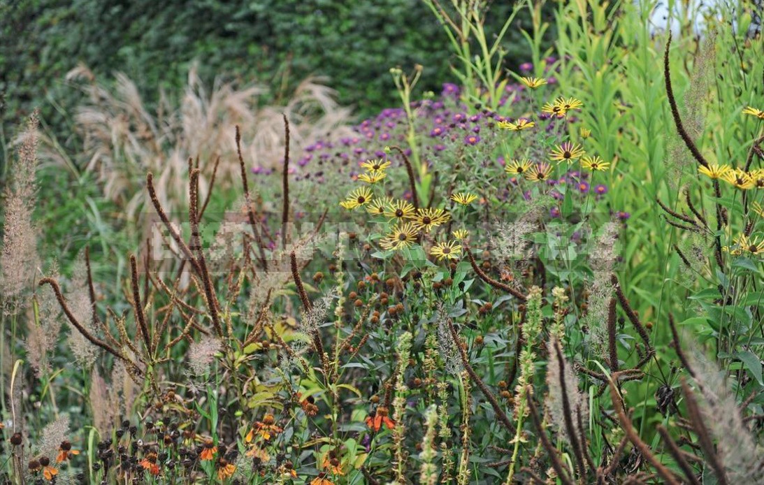 Autumn By Candlelight: Veronicastrum In Your Garden