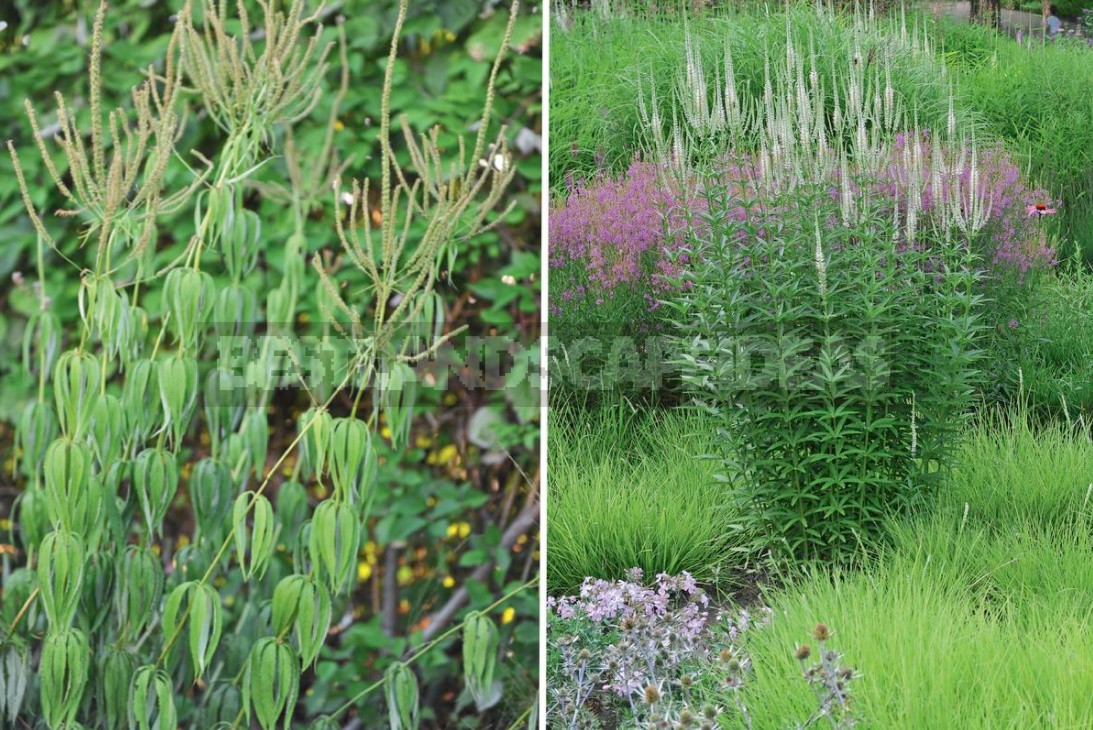 Autumn By Candlelight: Veronicastrum In Your Garden