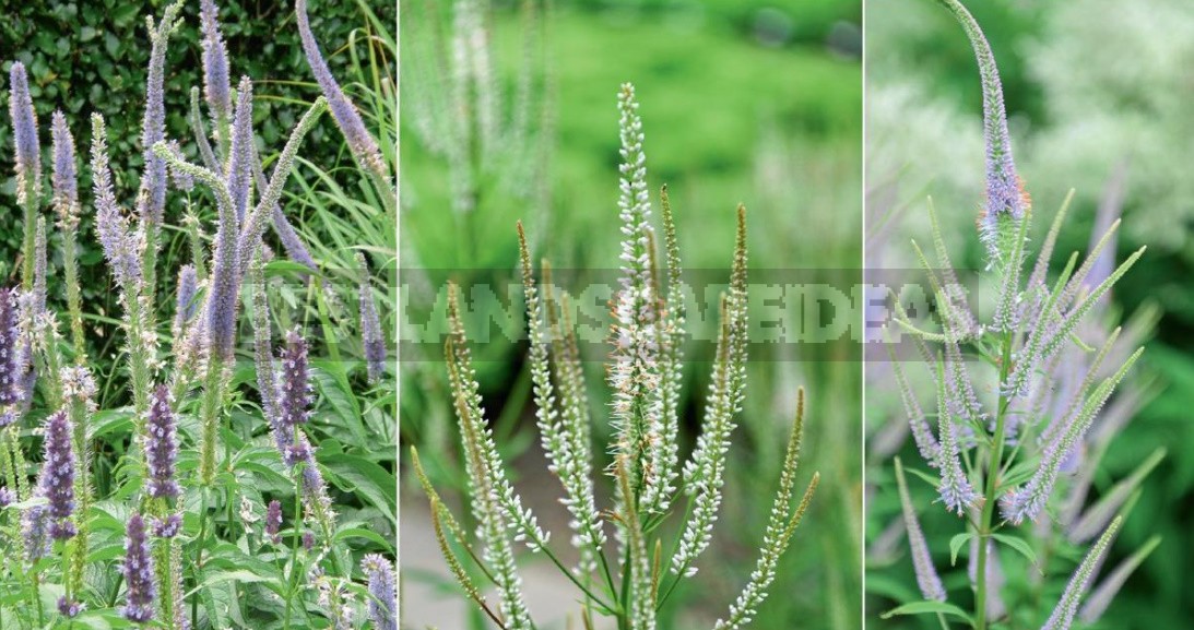 Autumn By Candlelight: Veronicastrum In Your Garden