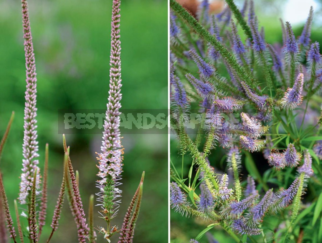 Autumn By Candlelight: Veronicastrum In Your Garden