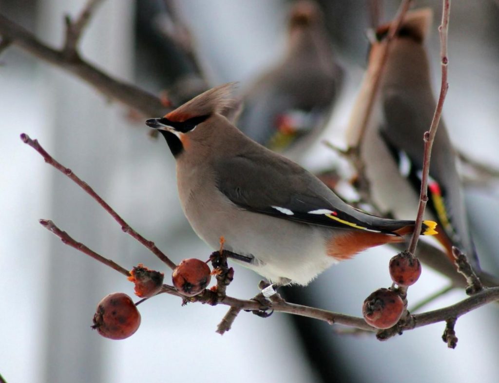 Garden For Birds: Bushes And Trees That Will Replace Feeders In Winter