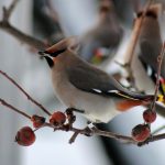 Garden For Birds: Bushes And Trees That Will Replace Feeders In Winter