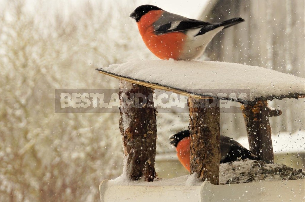 Garden For Birds: Bushes And Trees That Will Replace Feeders In Winter