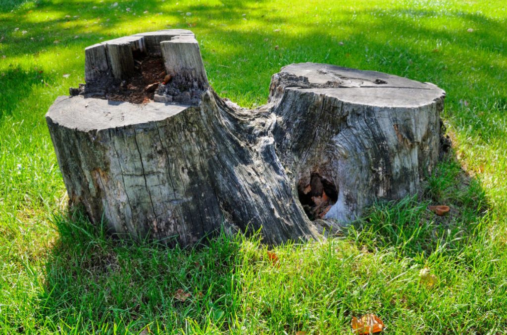 How To Remove a Stump From a Plot