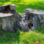 How To Remove a Stump From a Plot