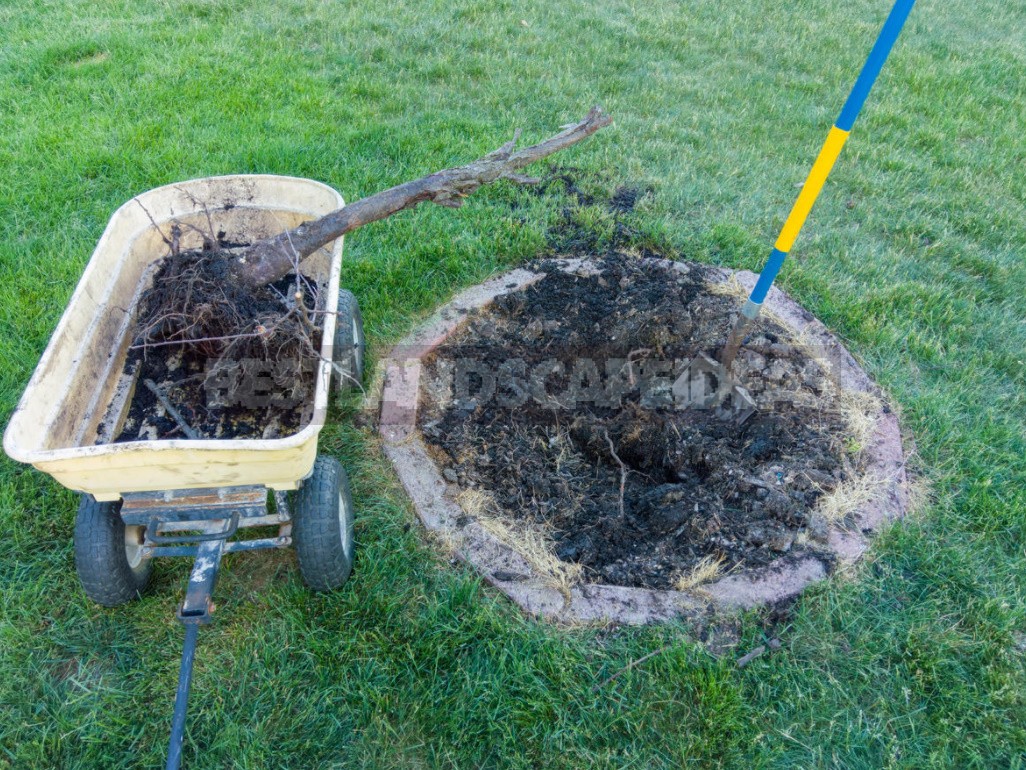 How To Remove a Stump From a Plot