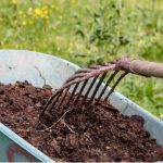 How To Apply Manure And Manure So As Not To Harm Plants