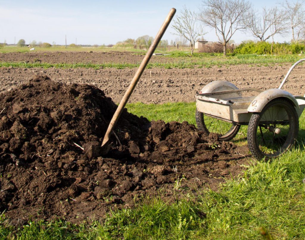 How To Apply Manure And Manure So As Not To Harm Plants Best Landscape Ideas