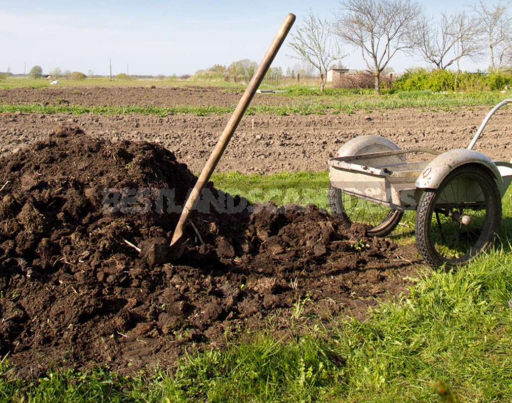 How To Apply Manure And Manure So As Not To Harm Plants