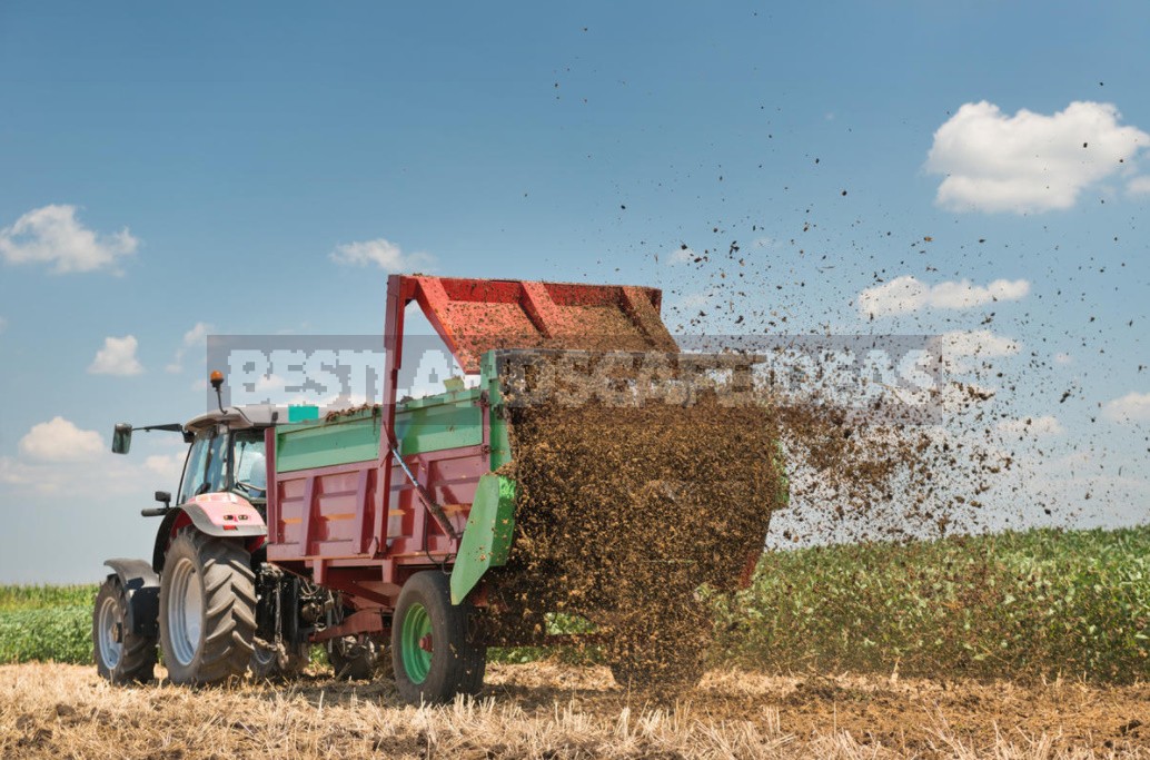 How To Apply Manure And Manure So As Not To Harm Plants