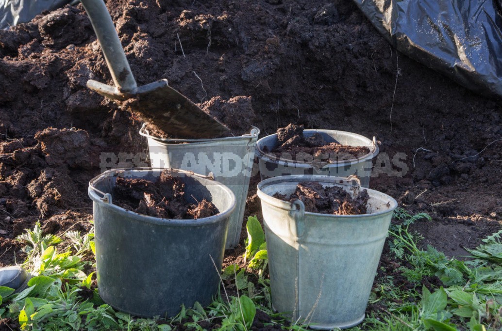 How To Apply Manure And Manure So As Not To Harm Plants