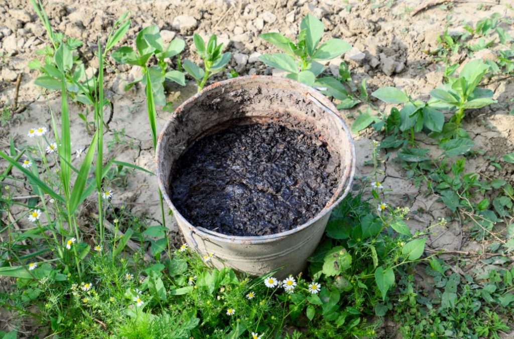 How To Apply Manure And Manure So As Not To Harm Plants Best Landscape Ideas