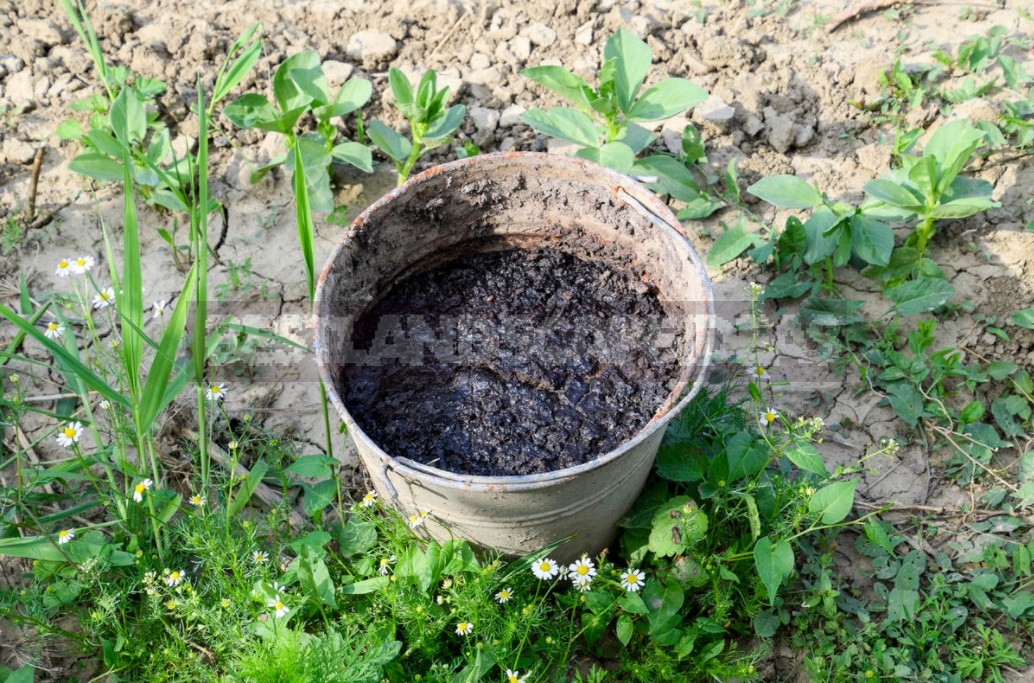How To Apply Manure And Manure So As Not To Harm Plants