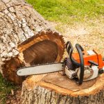 How To Safely And Correctly Cut Down a Tree With a Chainsaw