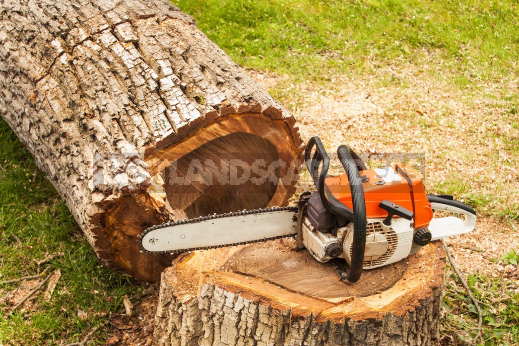 Best way to cut tree with chainsaw
