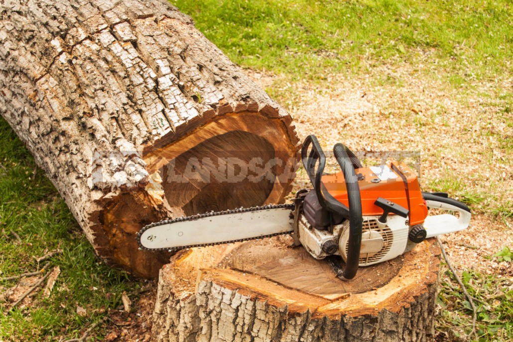 How To Safely And Correctly Cut Down a Tree With a Chainsaw - Best ...