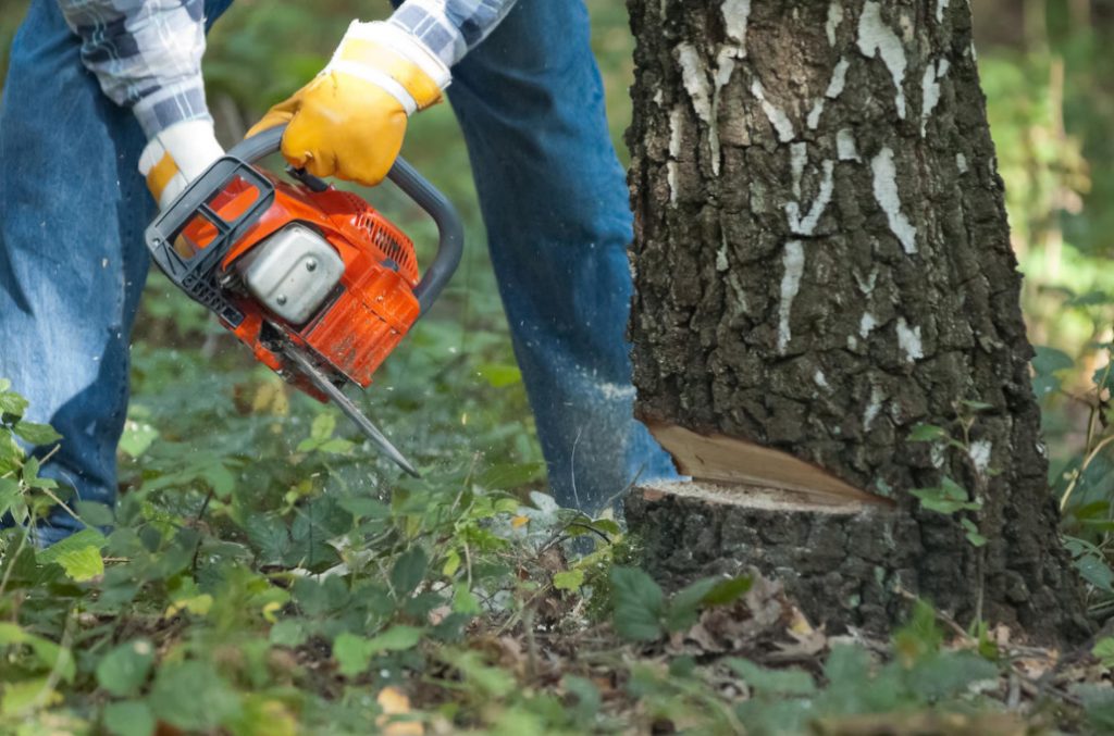 How To Safely And Correctly Cut Down a Tree With a Chainsaw - Best ...