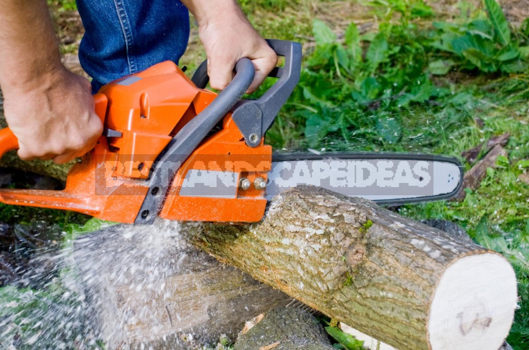 How To Safely And Correctly Cut Down a Tree With a Chainsaw