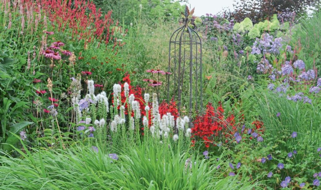 Liatris: Planting, Care, Breeding. Flower Garden Ideas