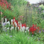 Liatris: Planting, Care, Breeding. Flower Garden Ideas