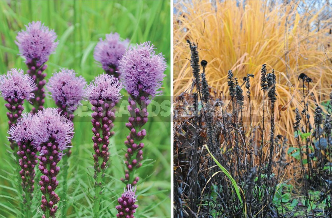 Liatris: Planting, Care, Breeding. Flower Garden Ideas