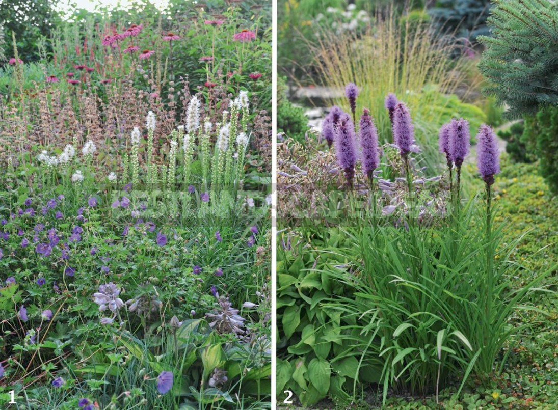 Liatris: Planting, Care, Breeding. Flower Garden Ideas