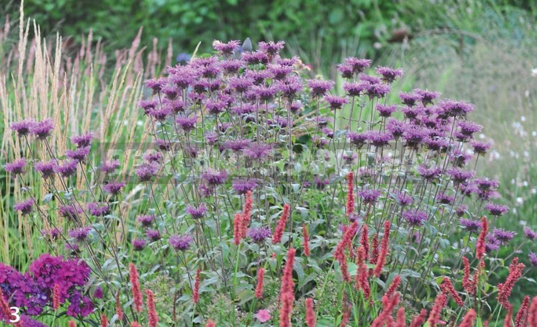 Liatris: Planting, Care, Breeding. Flower Garden Ideas