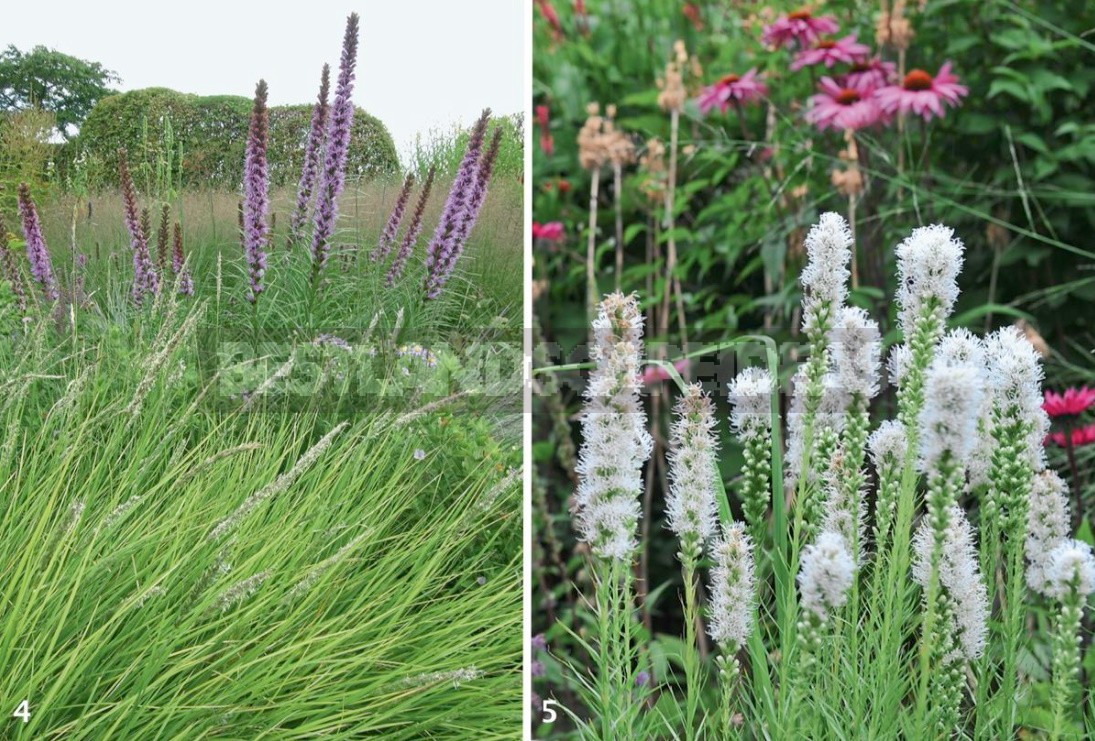 Liatris: Planting, Care, Breeding. Flower Garden Ideas