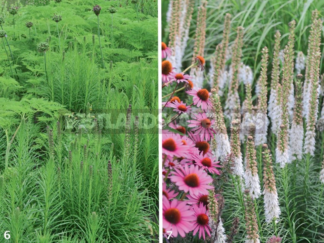 Liatris: Planting, Care, Breeding. Flower Garden Ideas