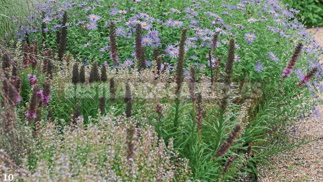 Liatris: Planting, Care, Breeding. Flower Garden Ideas