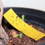 Midges In Indoor Plants: What Are They And How To Get Rid Of Them