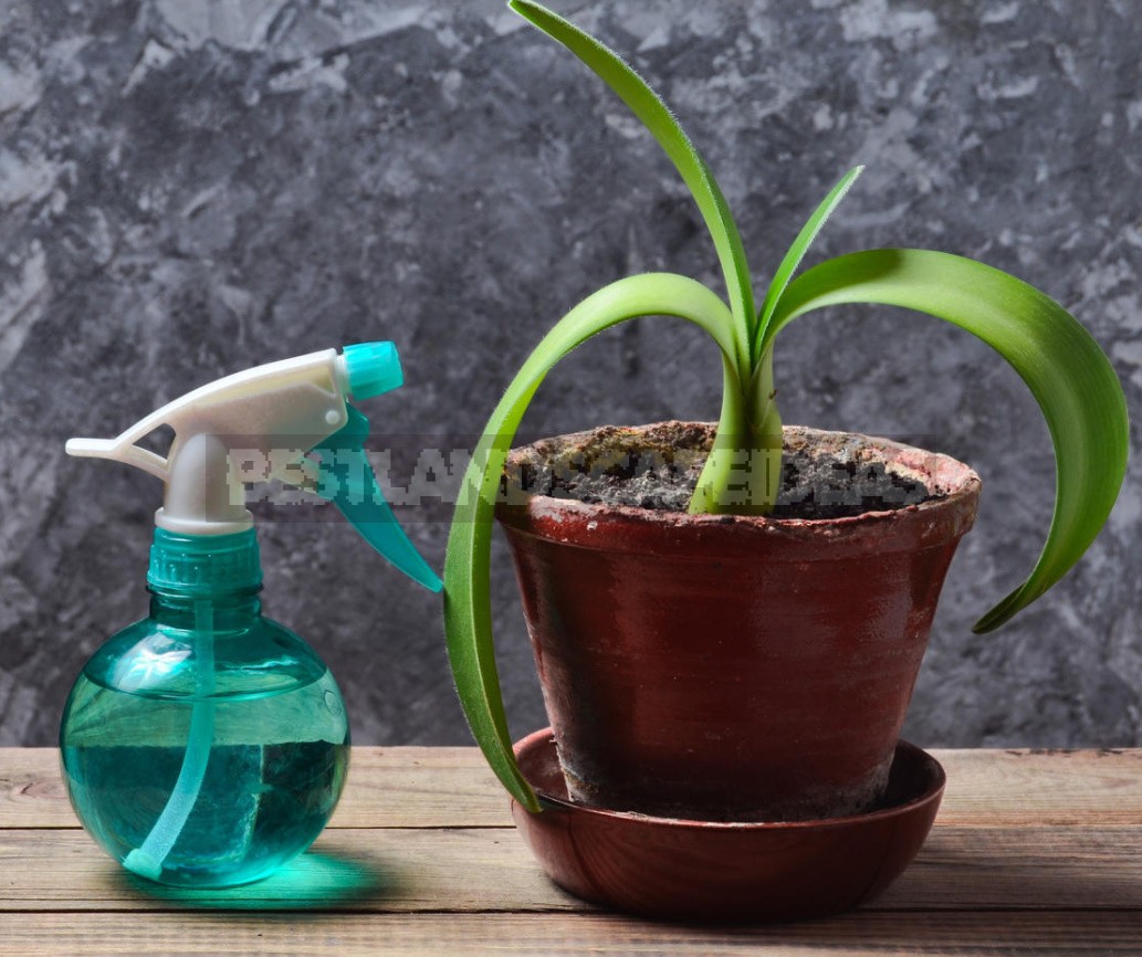 Midges In Indoor Plants: What Are They And How To Get Rid Of Them