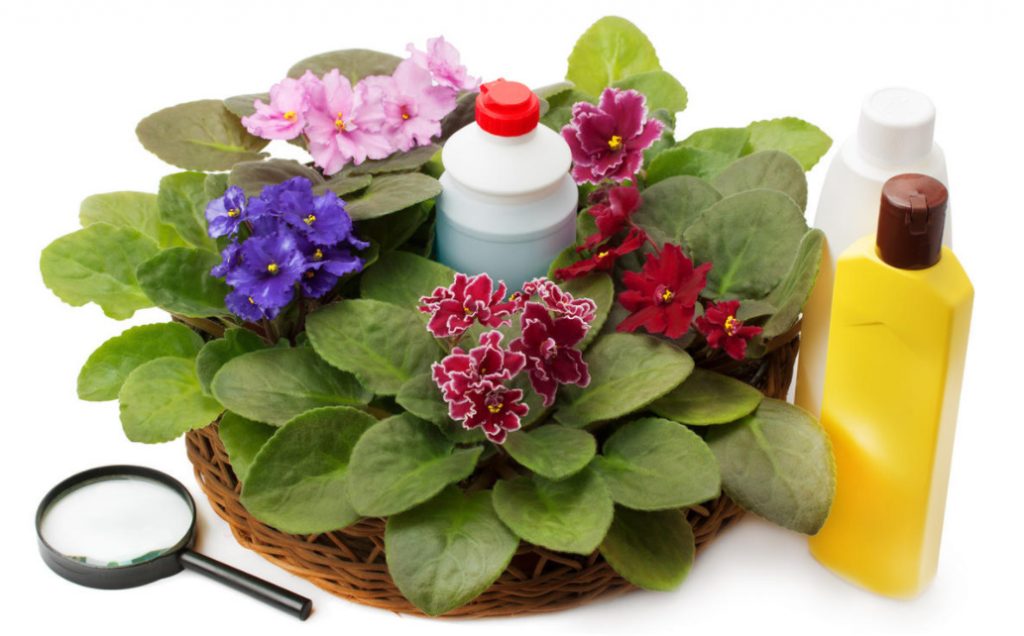 Midges In Indoor Plants What Are They And How To Get Rid Of Them