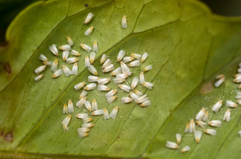 Midges In Indoor Plants What Are They And How To Get Rid Of Them Best Landscape Ideas