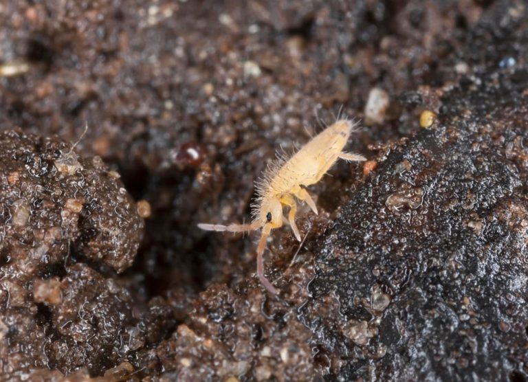 Midges In Indoor Plants What Are They And How To Get Rid Of Them Best Landscape Ideas