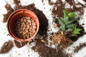 Midges In Indoor Plants: What Are They And How To Get Rid Of Them