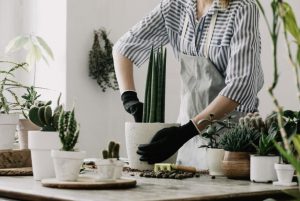 Midges In Indoor Plants: What Are They And How To Get Rid Of Them