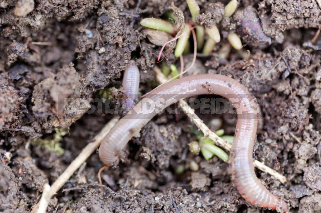 The Easiest And Fastest Way To Improve The Soil On The Beds