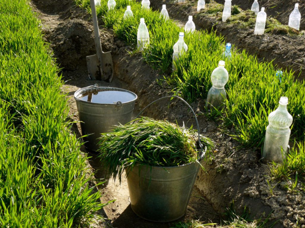 When To Sow Green Manure And How To Use It