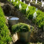 When To Sow Green Manure And How To Use It