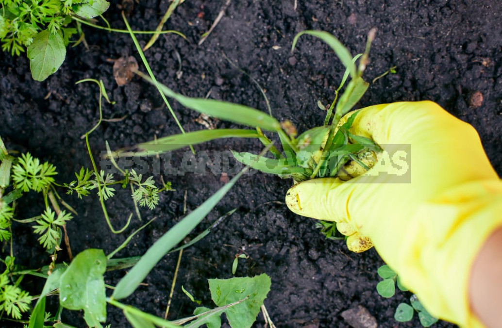 When To Sow Green Manure And How To Use It