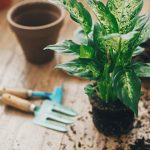 Why Do The Leaves Of Dieffenbachia Turn Yellow? Three Main Reasons