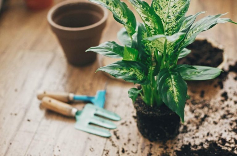 Why Do The Leaves Of Dieffenbachia Turn Yellow? Three Main Reasons Best Landscape Ideas