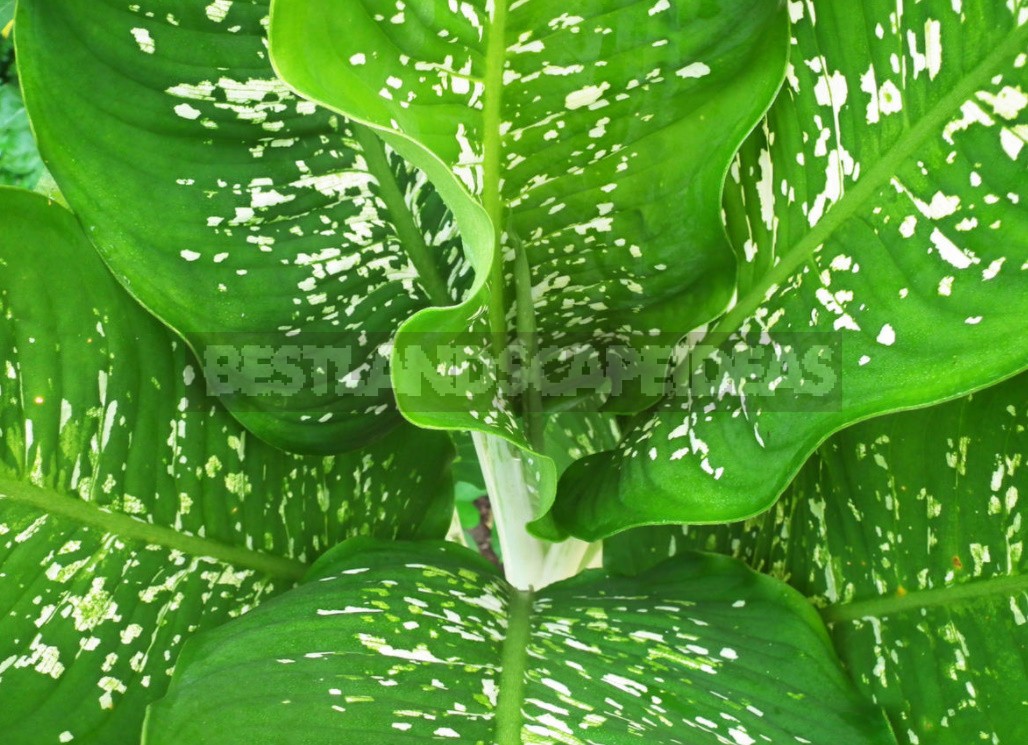 Why Do The Leaves Of Dieffenbachia Turn Yellow? Three Main Reasons