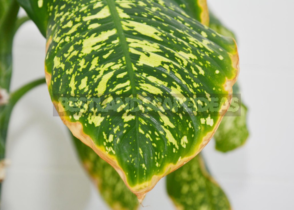 Why Do The Leaves Of Dieffenbachia Turn Yellow? Three Main Reasons